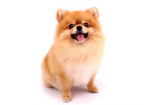 Pomeranian Hund auf einem weißen Hintergrund.