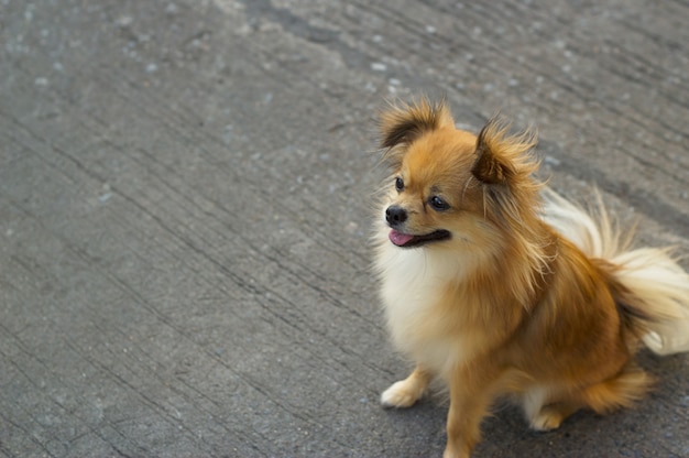 Pomeranian Hund, der auf Straße sitzt