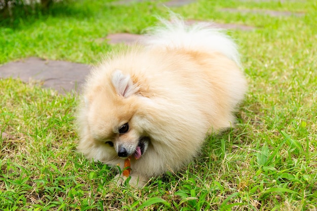 Pomeranian-Hund, der einen Knochen auf grünem Grashintergrund kaut