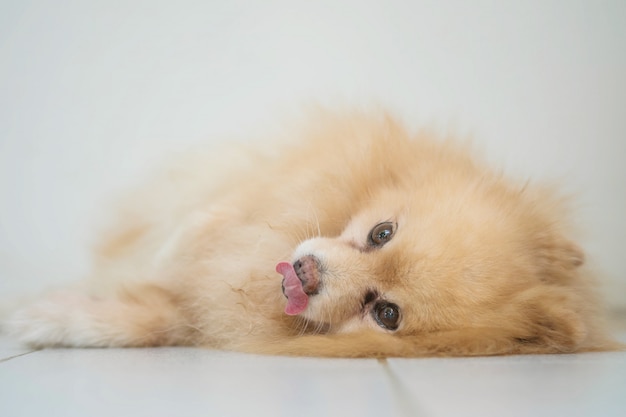 Pomeranian Hund der Nahaufnahme, der auf Boden mit unscharfer Weißzementwand liegt