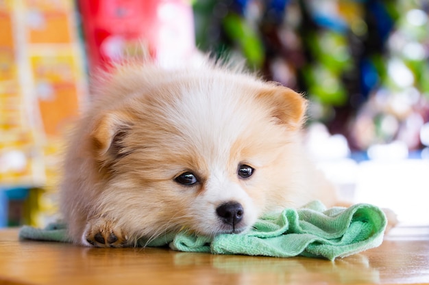 Foto pomeranian hund, der vorwärts schaut