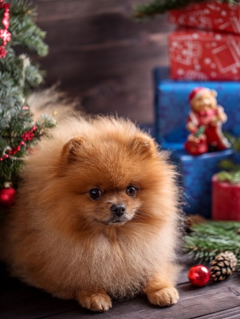 Pomeranian-Hund in den Weihnachtsdekorationen auf dunklem hölzernem Hintergrund