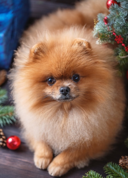 Pomeranian-Hund in den Weihnachtsdekorationen auf dunklem hölzernem Hintergrund