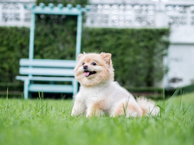 Pomeranian Hund sitzt auf dem Rasen.