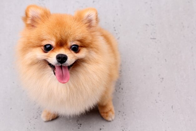 Pomeranian-Hunde auf einem grauen Hintergrund.