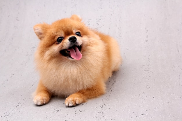 Pomeranian-Hunde auf einem grauen Hintergrund.