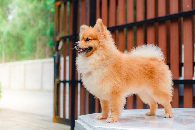 Pomeranian Hundelächeln so niedlich.