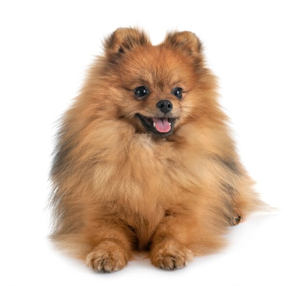 pomeranian im studio