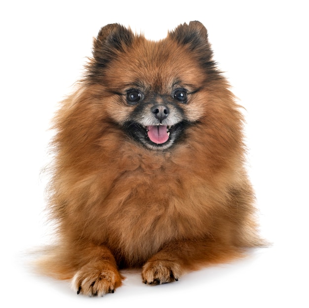 pomeranian im studio