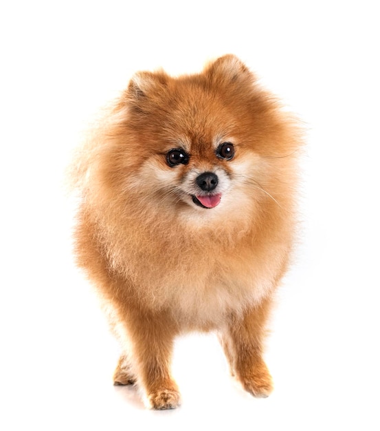 pomeranian im studio