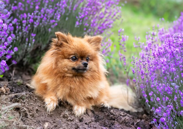 Pomeranian in der Natur