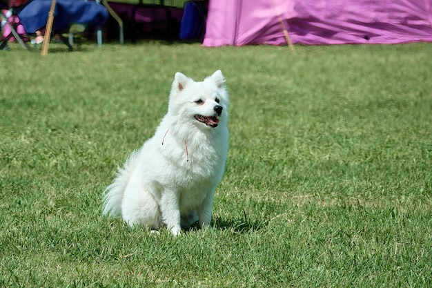 Pomeranian japonês macio branco espera atentamente pelo comando durante o treinamento