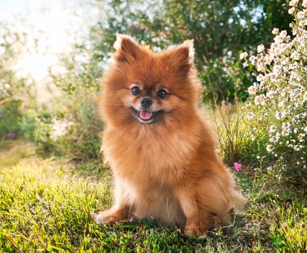 Pomeranian jovem na natureza