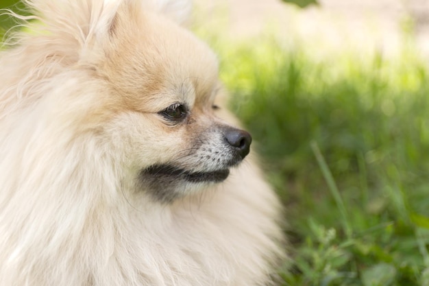 Pomeranian kleiner Hund Nahaufnahme Porträt