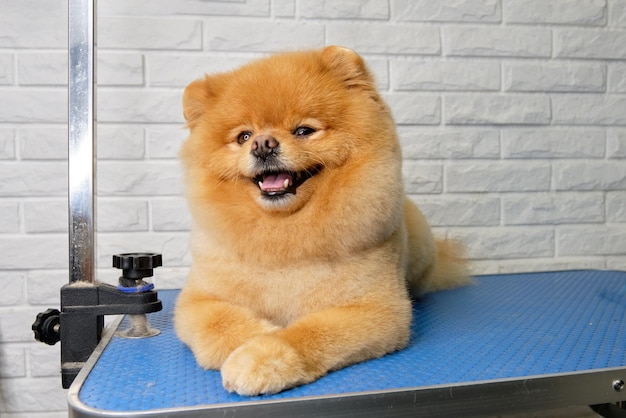 Un pomeranian maravilloso después de arreglarse yace sobre la mesa