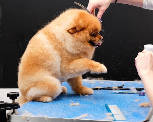 Pomeranian na mesa de tosa durante o corte de cabelo