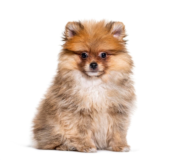 Pomeranian olhando para a câmera isolada no branco