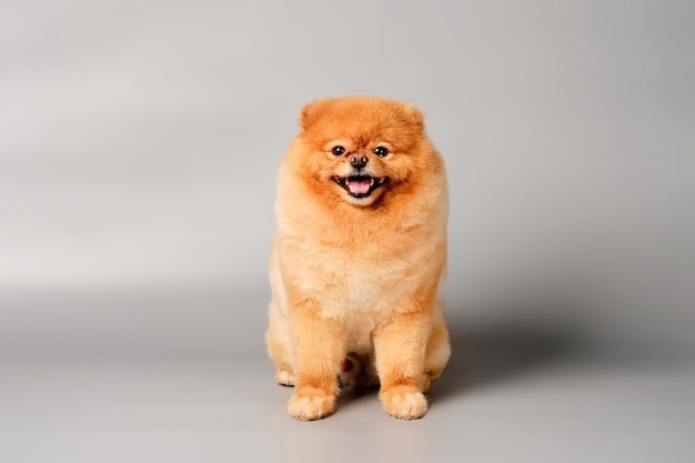 Un pomeranian pelirrojo se sienta frente a un fondo gris