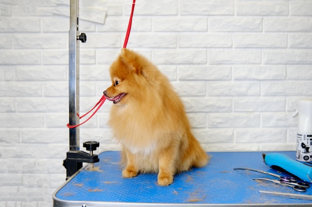 Un pomeranian pelirrojo se sienta en una mesa en un salón de mascotas contra un fondo de ladrillo