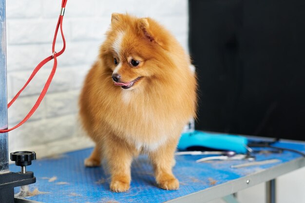 Pomeranian ruivo na mesa com ferramentas de aliciamento