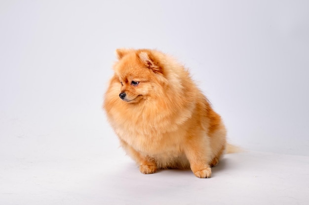 Pomeranian senta-se e desvia o olhar em um fundo claro