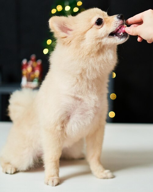 Pomeranian sentada e esperando por um lanche do dono que está segurando na mão