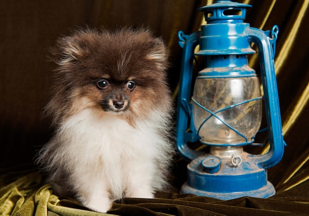 Pomeranian Spitz cachorrinho e lanterna