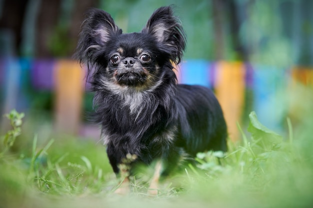 Pomeranian Spitz cachorro ao ar livre