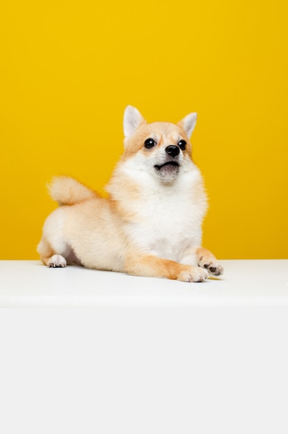 El Pomeranian Spitz es lindo y esponjoso. Retrato de un lindo y esponjoso cachorro de Pomerania Spitz. jugar con el jefe en un moderno fondo amarillo brillante espacio vacío para texto