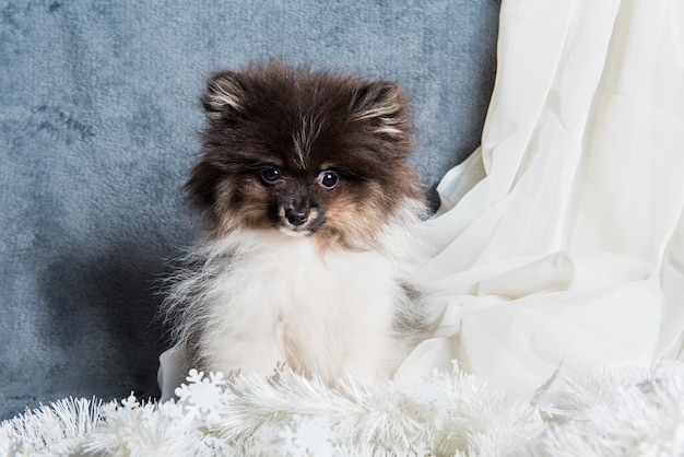 Pomeranian spitz filhote de cachorro em guirlandas, cartão de natal ou plano de fundo para o ano novo