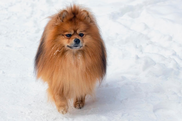 Pomeranian Spitz geht im Winter im Park im Schnee spazieren