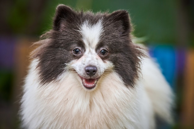 Pomeranian Spitz Hund im Garten, Nahaufnahme Gesicht Porträt. Netter pommerscher Welpe auf Spaziergang. Familienfreundlicher lustiger Spitz-Pom-Hund, Hintergrund des grünen Grases.