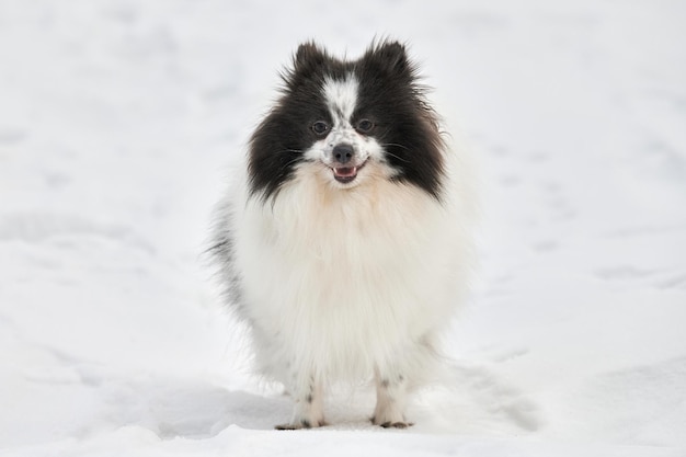 Pomeranian Spitz Hund im Winter im Freien zu Fuß in voller Größe Porträt süßer weißer schwarzer Spitz Welpe