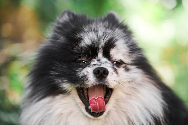 Pomeranian Spitz Hund Nahaufnahme Porträt, grüner Garten Hintergrund