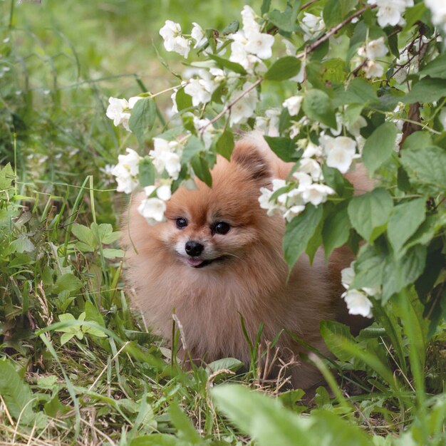 Pomeranian spitz mini urso sentado na grama sob um galho de jasmine.