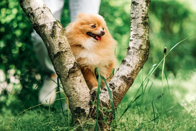 Pomeranian Spitz Nahaufnahme vor einem Hintergrund aus grünem Gras und Sträuchern