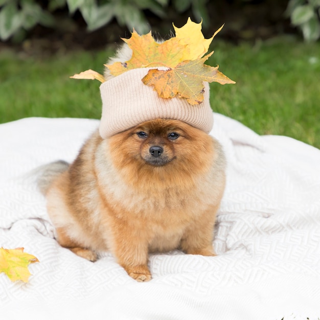 Pomeranian Spitz pensativo em uma manta em um chapéu com folhas de bordo de outono Roupas com isolamento para cães