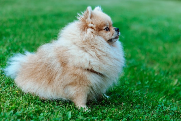 Pomeranian Spitz senta-se na grama closeup