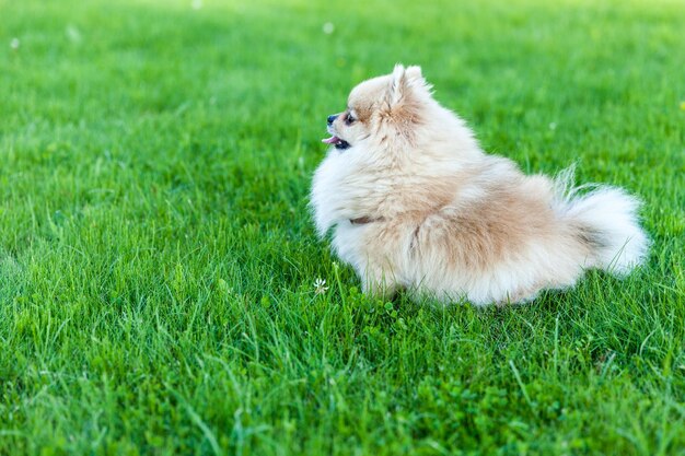 Pomeranian Spitz senta-se na grama closeup