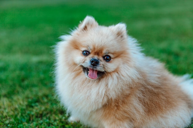 Pomeranian Spitz senta-se no foco suave da grama