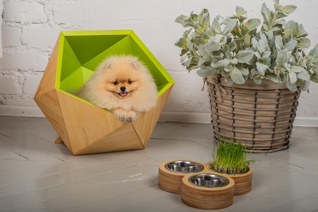 Pomeranian Spitz en su hermoso y cómodo sofá Hay tazones de comida y agua cerca