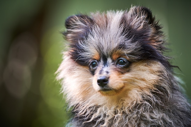 Pomeranian Spitz Welpe im Garten, Nahaufnahme Gesicht Porträt. Netter pommerscher Hund beim Spaziergang. Welpen schwarz, grau und braun. Familienfreundlicher lustiger Spitz-Pom-Hund, Hintergrund des grünen Grases.