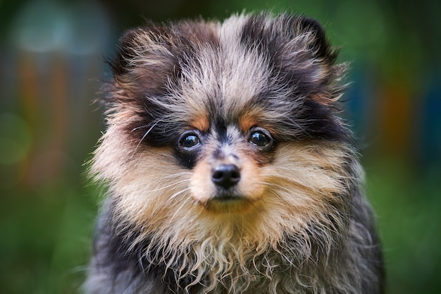 Pomeranian Spitz Welpe im Garten, Nahaufnahme Gesicht Porträt. Netter pommerscher Hund beim Spaziergang.