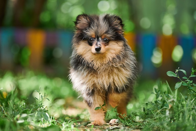 Pomeranian Spitz Welpe im Garten. Süßer Pommerschen Hund beim Spaziergang