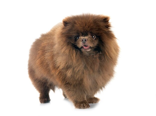 pomeraniano em estúdio