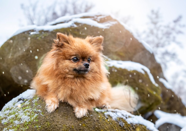 pomeraniano na natureza