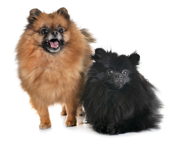 pomeranians em estúdio