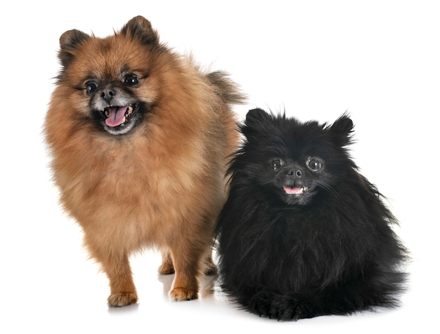 Pomeranians im Studio