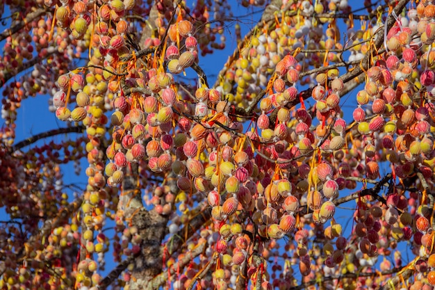 Pomerode-Osterbaum in Santa Catarina