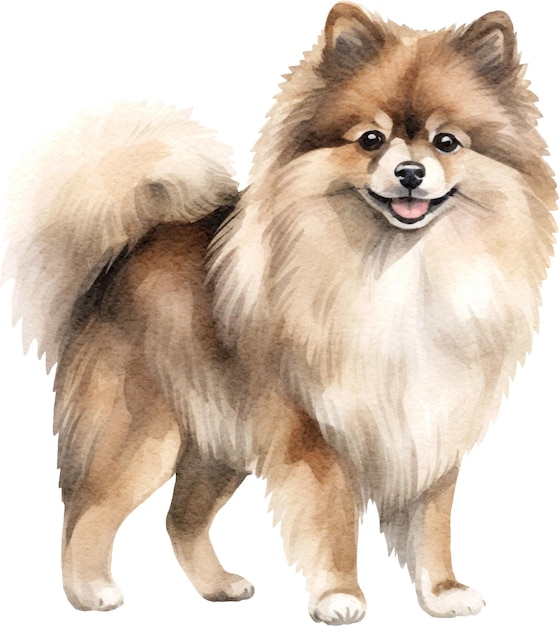 Pommersche Hunde-Aquarell-Illustration